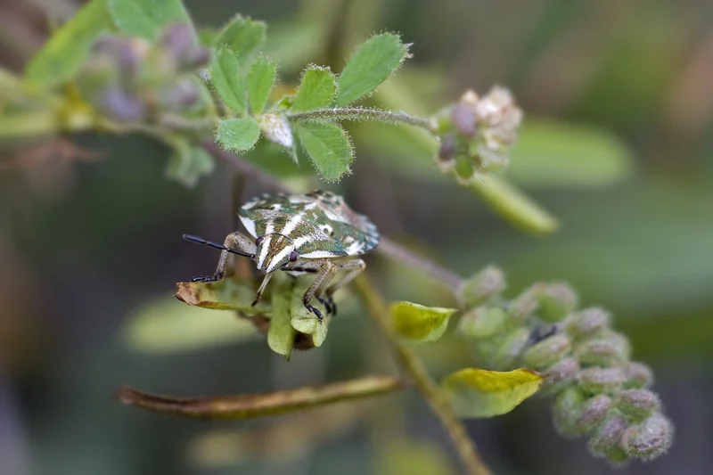 2. Les erreurs qui transforment une punaise en infestation