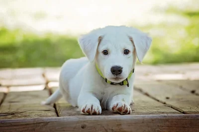 chiot