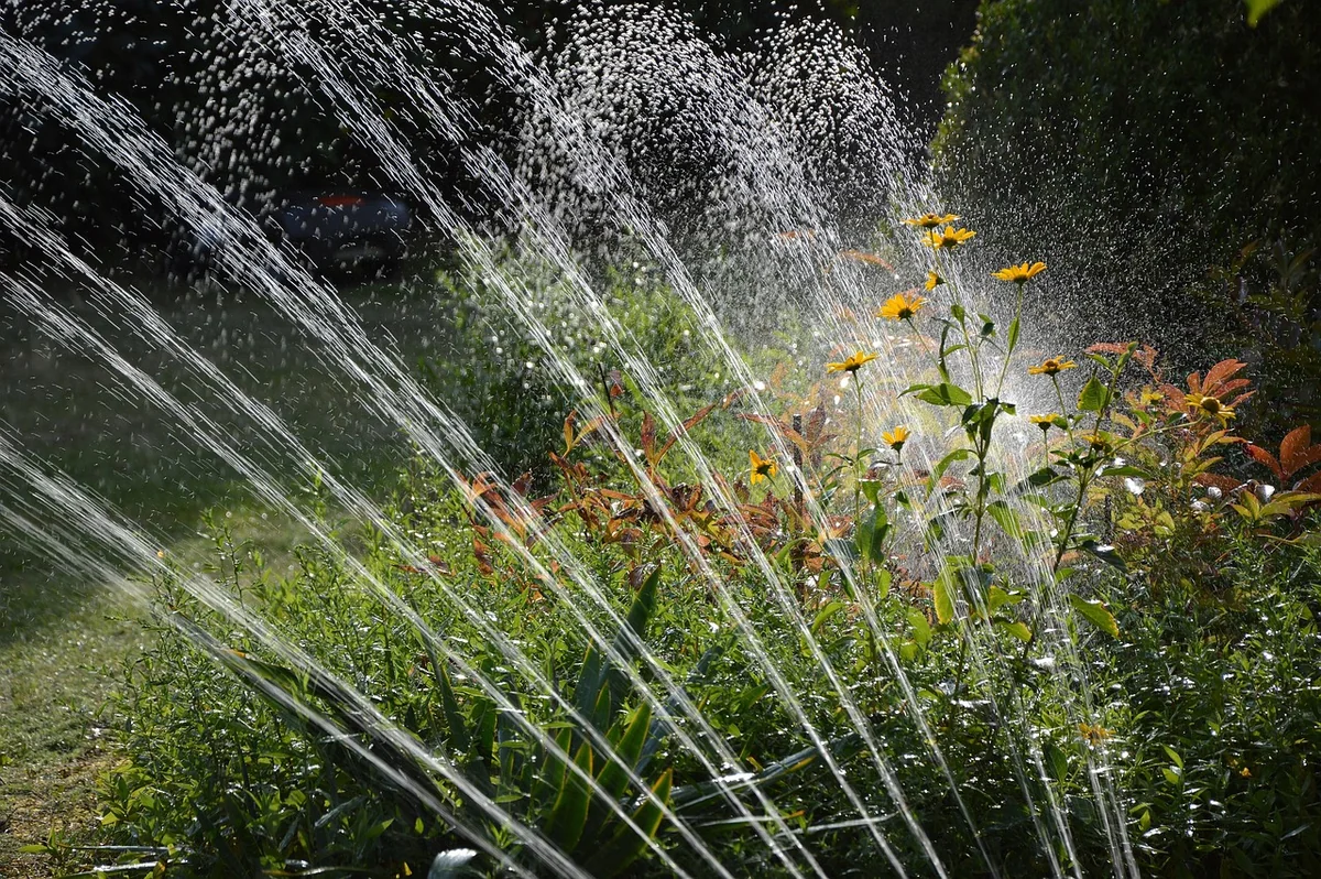 jardin