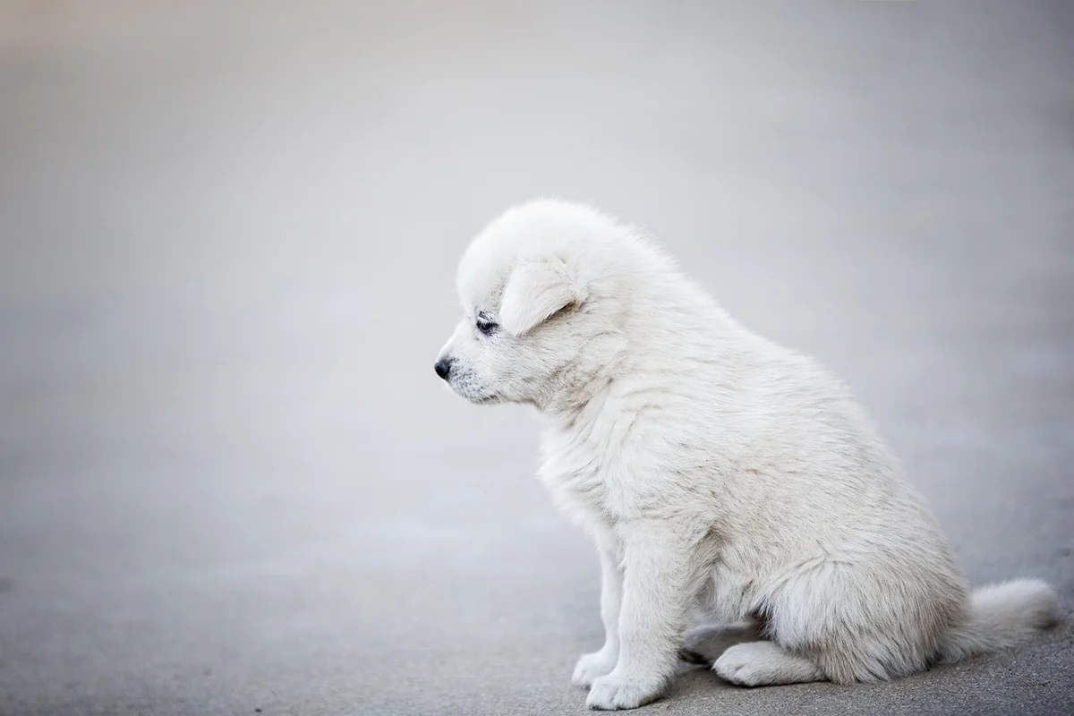 Détection canine vs méthodes classiques : le vrai rapport qualité-prix