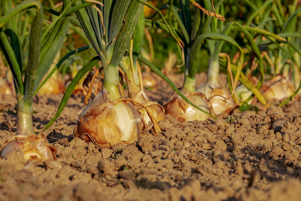 Quels légumes peut-on cultiver facilement dans un petit potager urbain ?