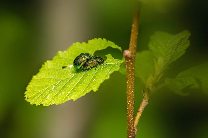 Les autres insectes nocturnes : puces, aoûtats, araignées